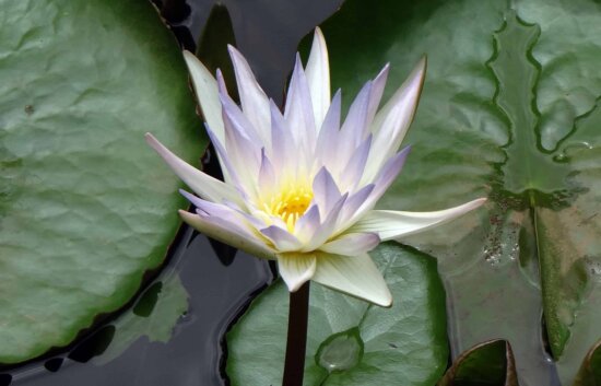 Free picture: exotic, leaf, waterlily, white lotus, flower, aquatic ...