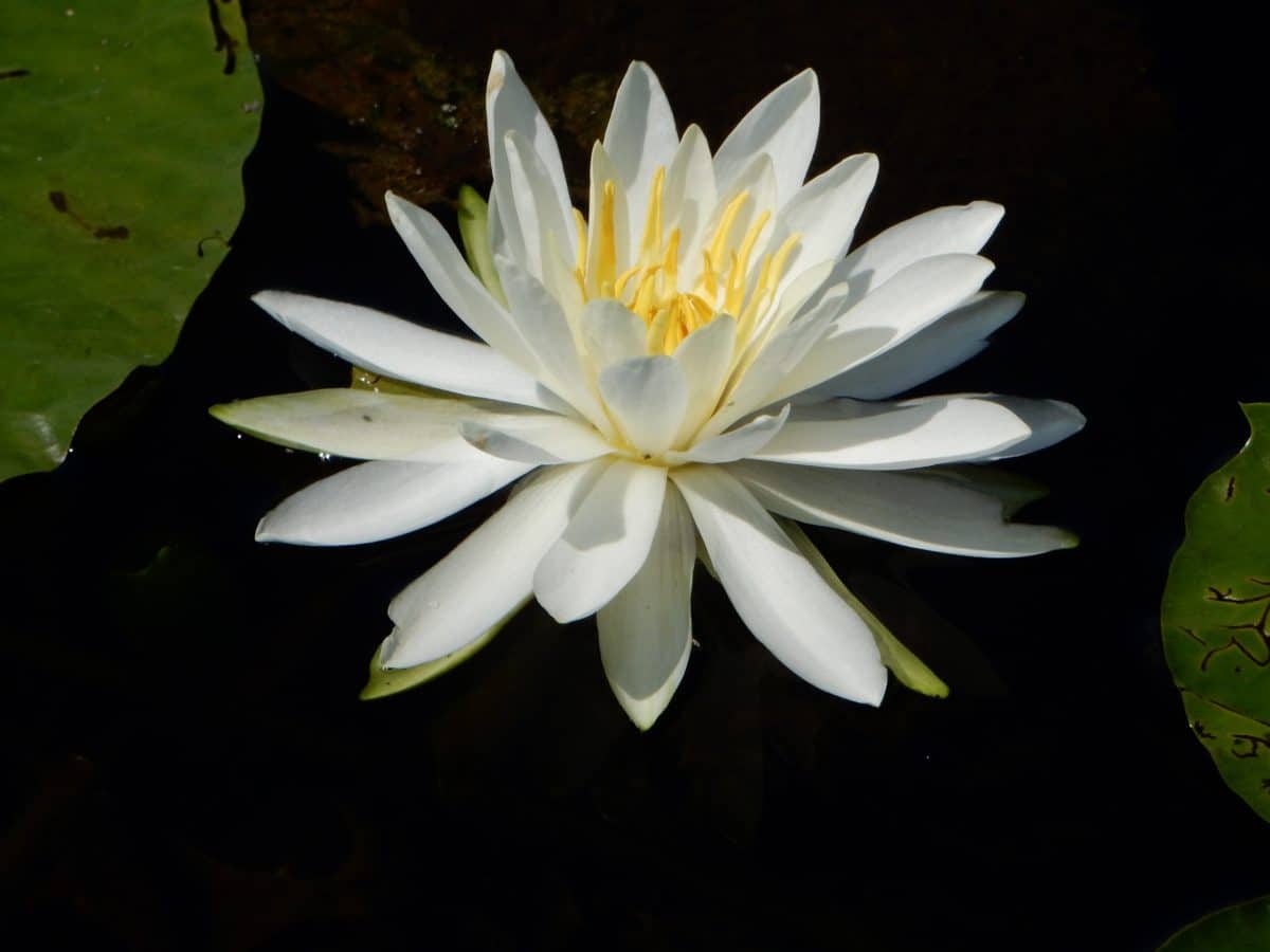 ฟลอร่า โลตัส ใบ กลีบดอก สีขาว ดอกไม้ พืชสวน บัว ธรรมชาติ