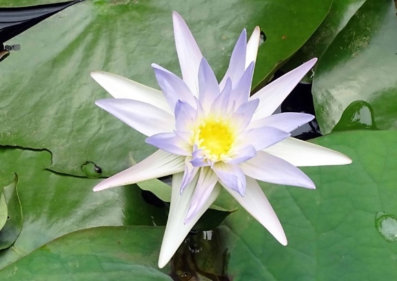 листя влітку екзотичні, lotus, Біла квітка, флора, водяна Лілія, природи