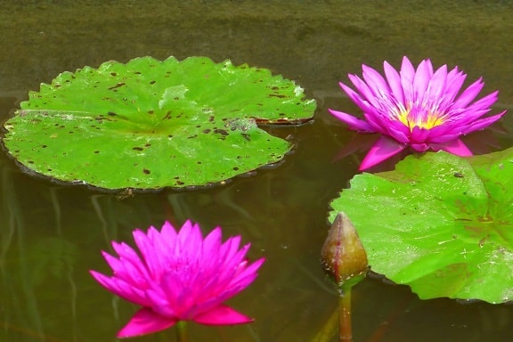 flower, flora, nature, lotus, waterlily, leaf, aquatic