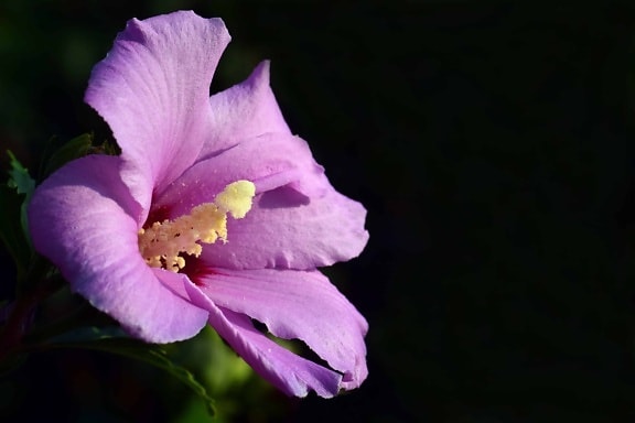 ธรรมชาติ ดอกไม้ ศาลา แม พืช สีชมพู ดอก สวน ดอกไม้ บาน