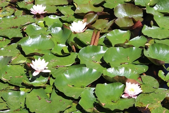 blad, wildflower, lotus, waterlily, milieu, water, flora