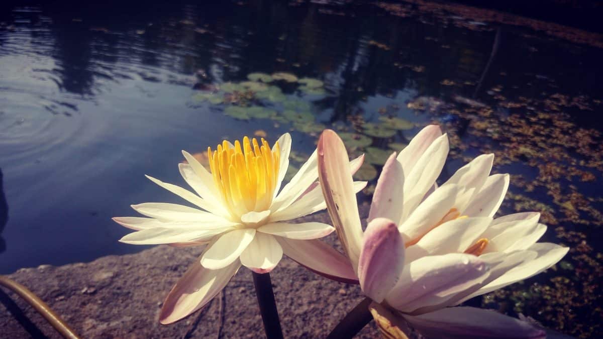 Літній флори lotus, природи, водяна Лілія, лист, Біла квітка