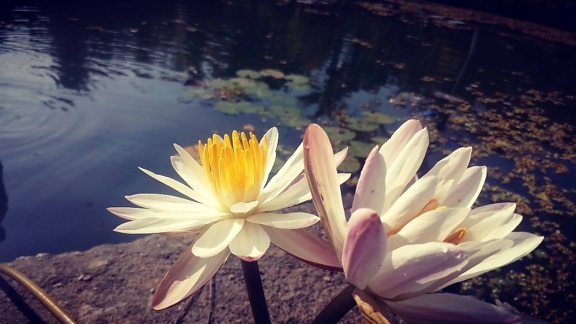 kesä, flora, lotus, luonto, waterlily, lehtiä, valkoinen kukka