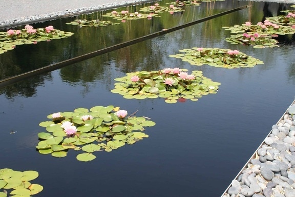 natur, reflektion, trädgård, vatten, lotus, blomma, blad