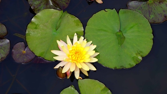 aquatic, waterlily, flower, lotus, flora, nature, leaf