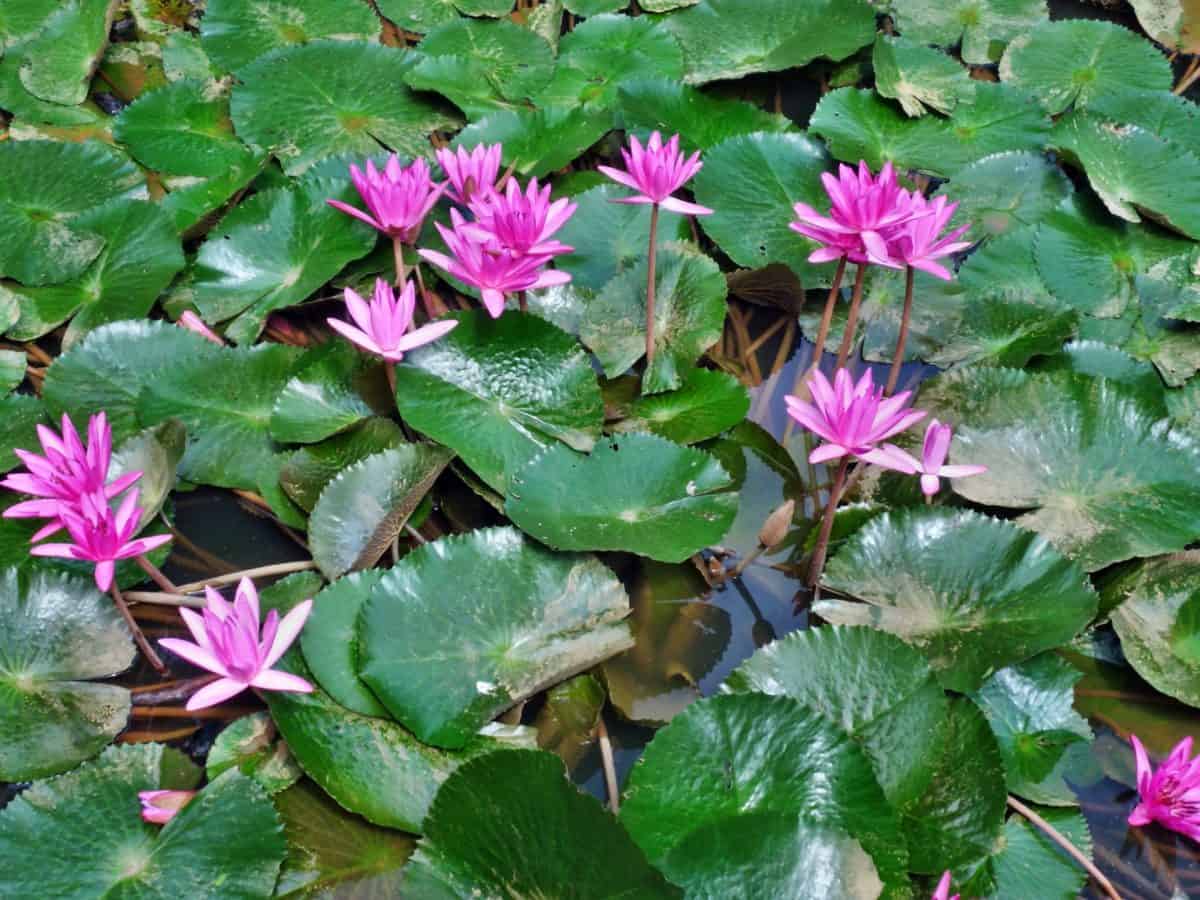 флори квітка lotus, природи, саду, літнього, водяна Лілія, листя