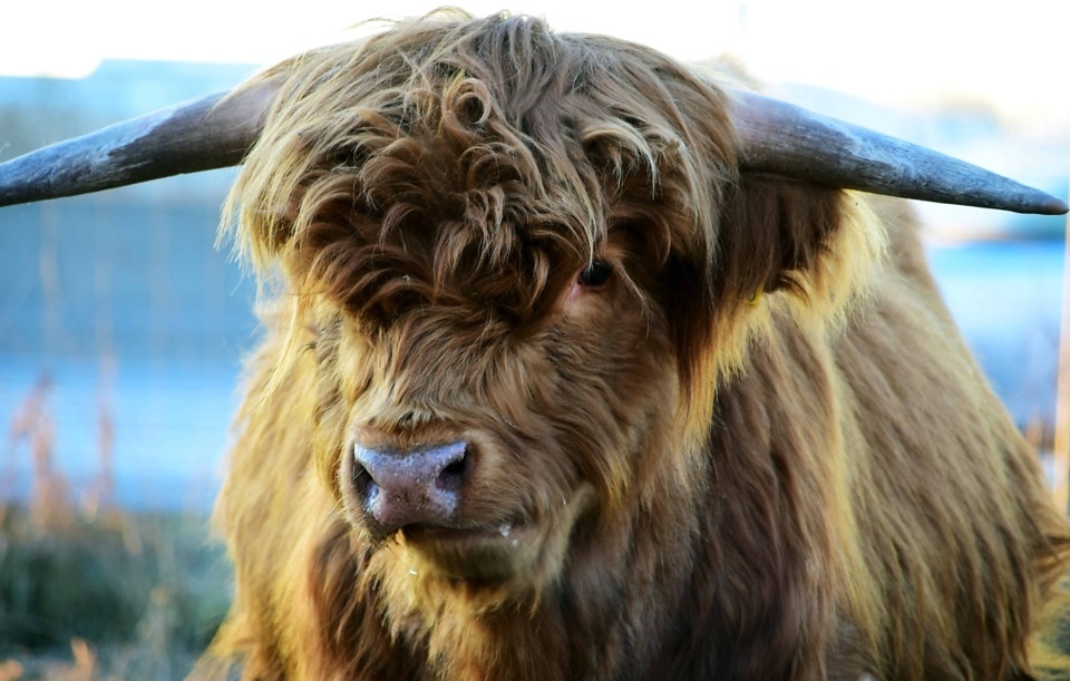 Free picture: cattle, nature, animal, cow, horn, beef, outdoor, brown