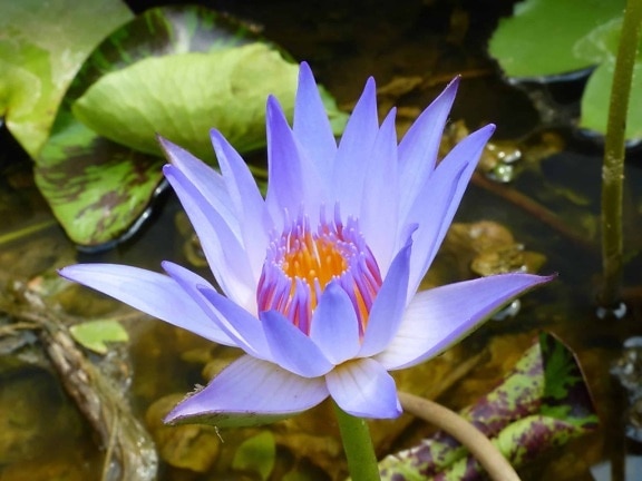 horticulture, lotus, waterlily, flora, nature, aquatic, waterlily, flower
