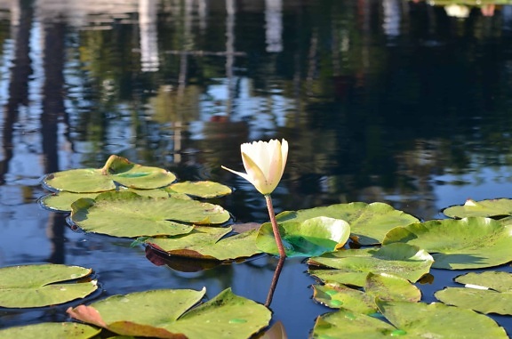 водните, lotus, вода, природа, листа, отражение, езеро, водна лилия