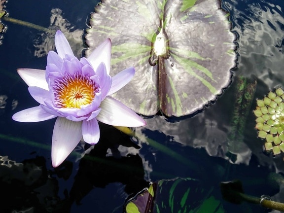 kvet Lekno, lotus, flora, vodné, záhradníctvo, krásne, príroda, lístie