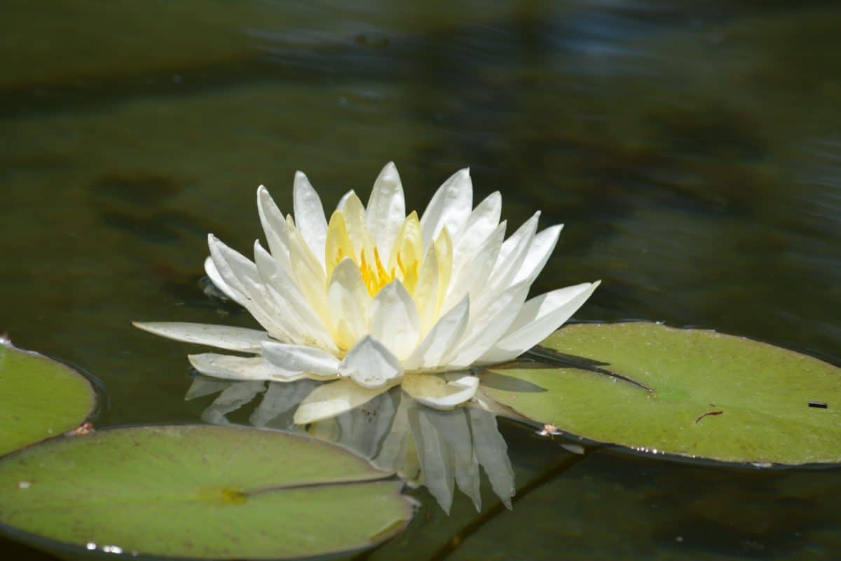 exótico, hoja, nenúfar, loto blanco, flor, planta acuática, lago