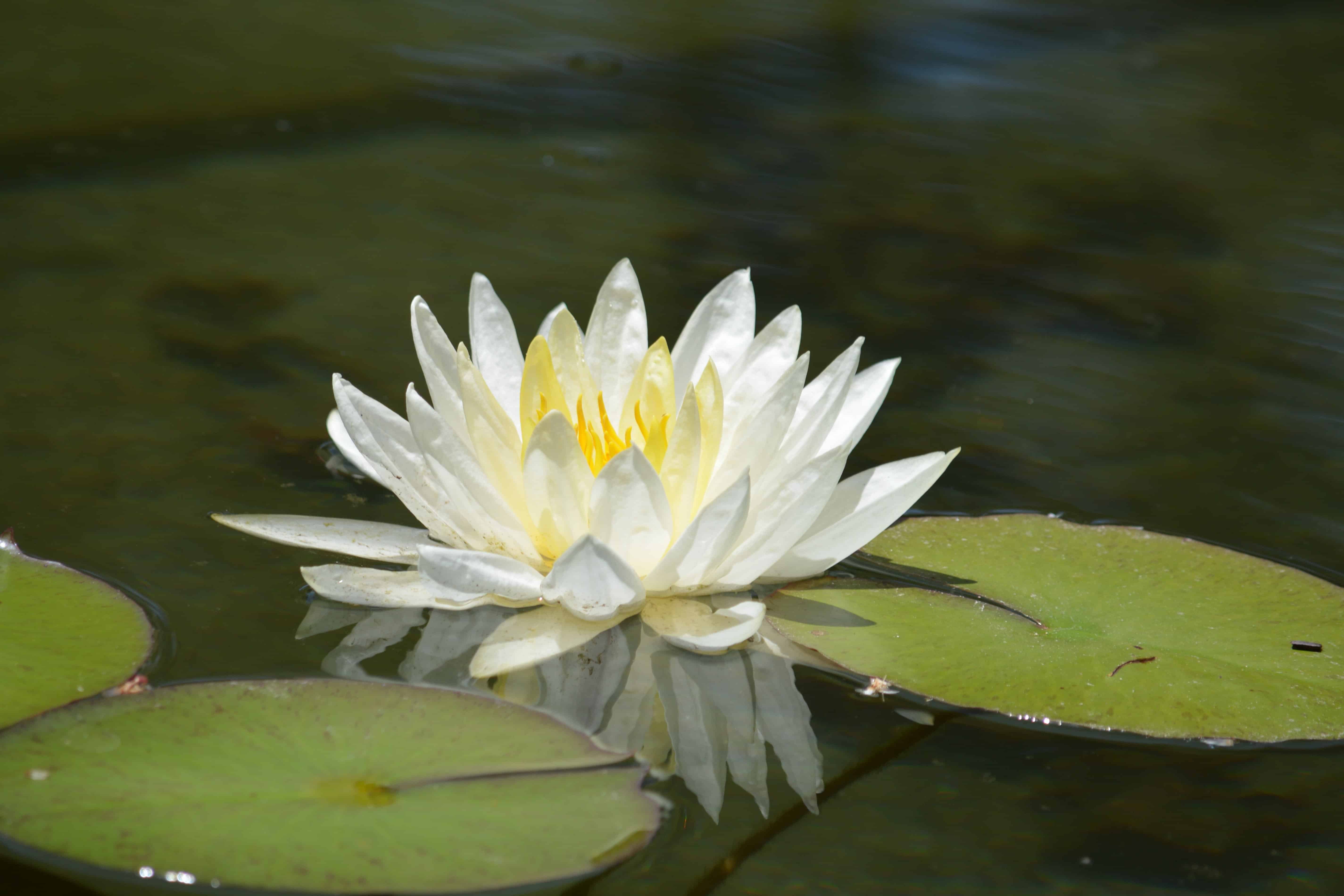 Gambar Gratis Eksotis Daun Waterlily Bunga Teratai Putih