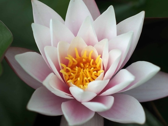 Лілія екзотичні макрос, lotus, водні, листя, водяна Лілія, флора, квітка