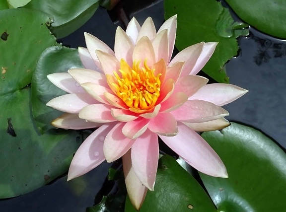 flower, lotus, flora, waterlily, exotic, lily, aquatic, green leaf