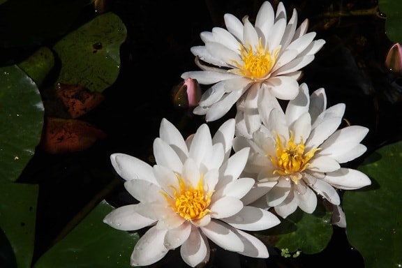 Lotus bloem, natuur, blad, plant, bloesem, petal