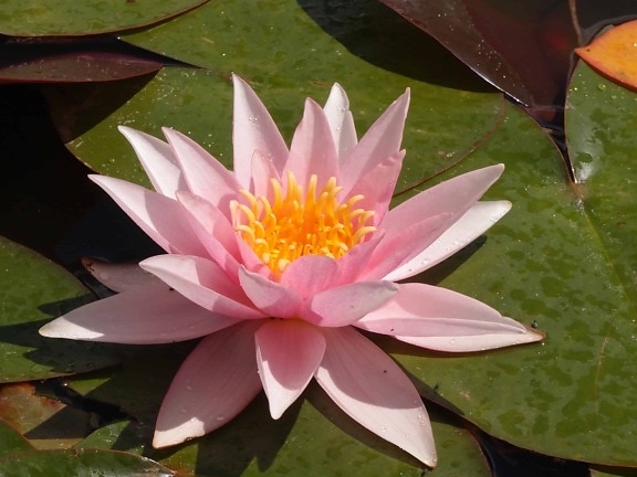 aquatic, lotus, flora, waterlily, leaf, exotic, flower