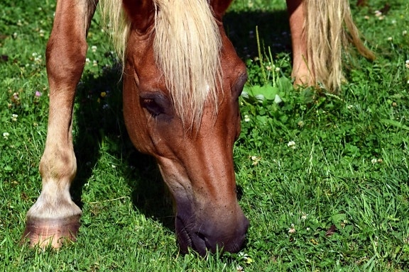 nature, herbe, chevaux, ranch, brun