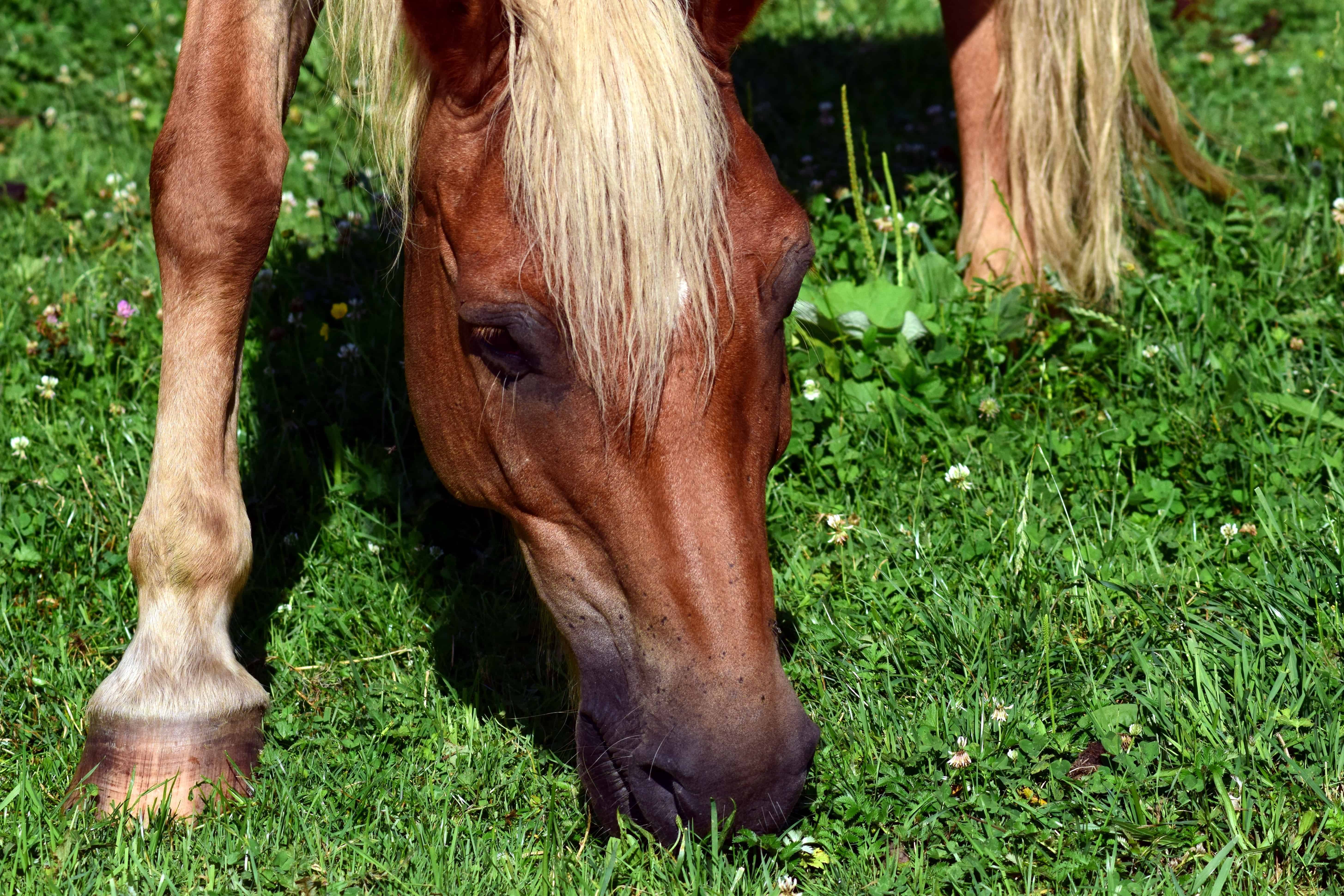 Где произошли лошади. Лошадь ест траву. Картинки лошадей. Лошадь кушает. Лошадка кушает травку.