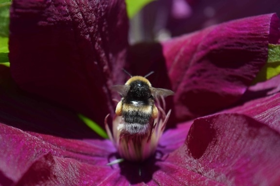 flora, insect, bumblebee, summer, garden, flower, nature, bee