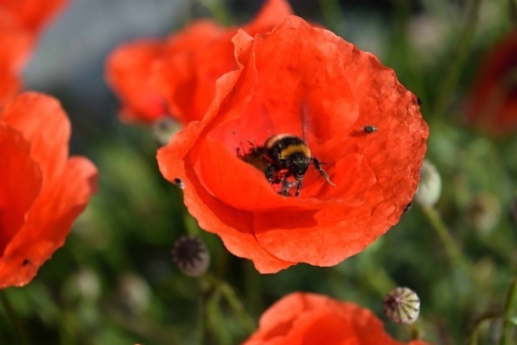 poppy, insect, summer, nature, bumblebee, flower, flora, plant, petal