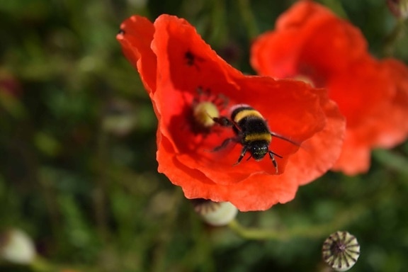 bumblebee, insect, pollen, nature, flower, summer, poppy, garden