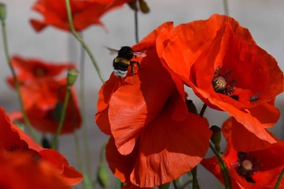 flower, insect, red poppy, nature, nasturtium, plant, herb, red