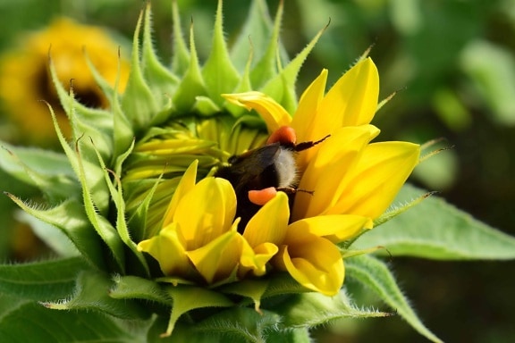 summer, leaf, bumblebee, nature, flower, flora, sunflower, plant, macro