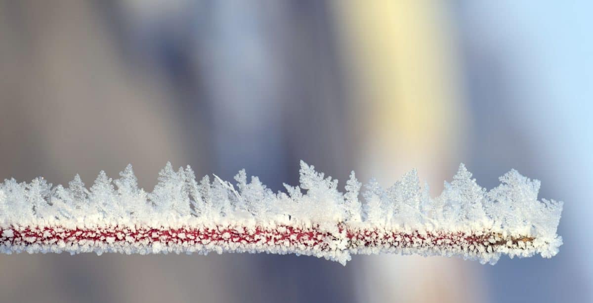 winter, frost, nature, snowflake, macro, detail