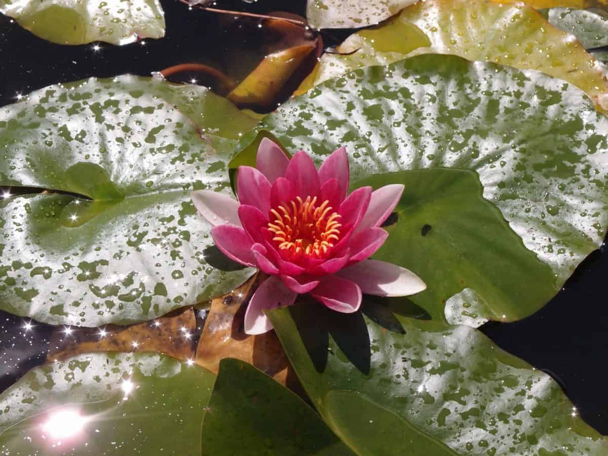 prirode, prekrasne, meditacija, list, Hortikultura, cvijet, lotus, vodena biljka