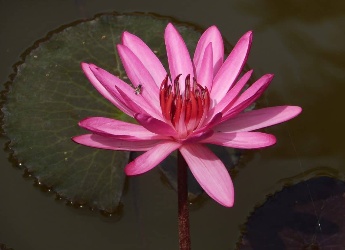 bunga liar, ekologi, waterlily, daun, waterlily akuatik, merah, daun bunga lotus, warna merah muda,