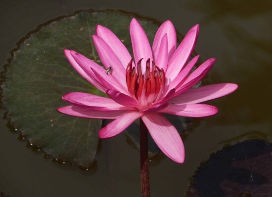 Kostenlose Bild Flora Exotische Natur Ökologie Weißen Lotos Blume