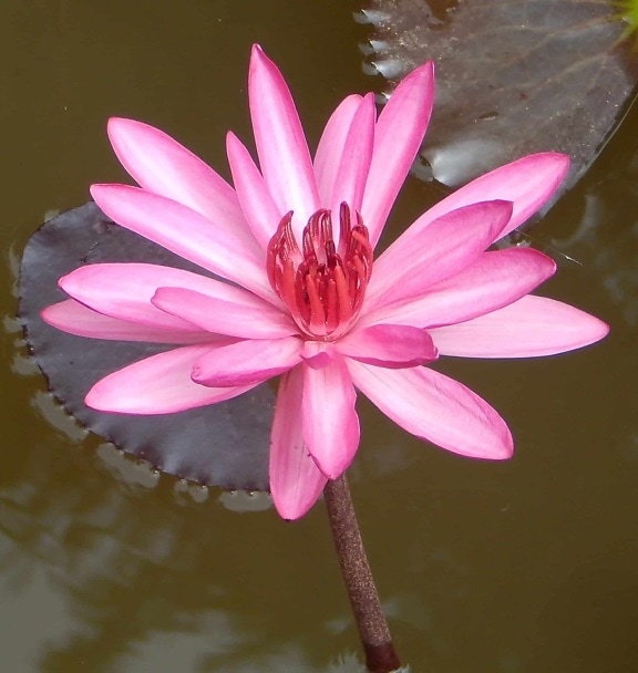 lotus, flora, aquatic, waterlily, nature, leaf, flower