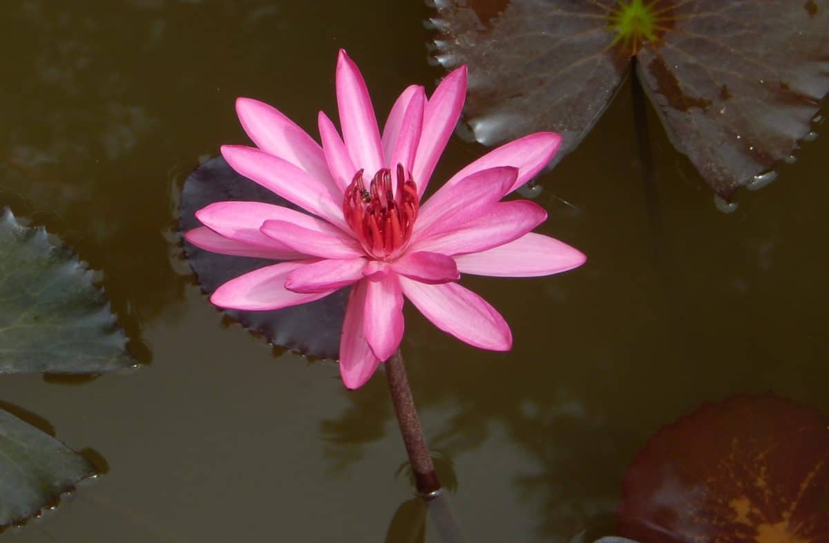 flower, flora, leaf, lotus, red waterlily, nature, petal, pink, plant