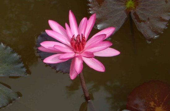 Kostenlose Bild Tau Regentropfen Blume Blatt Weißer Lotus Natur