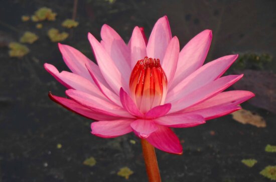 červenú lotus prírody, červený kvet, Záhrada, leaf, flora, vodné, lupienok