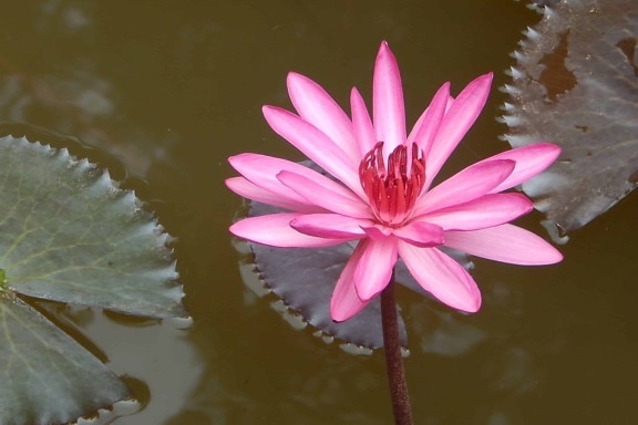 lotus, leaf, flower, red waterlily, nature, flora, petal, pink, blossom