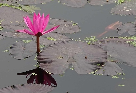 jezero, zahradnictví, lotus, list, reflexe, voda, červený květ, příroda, vodní