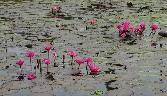 jezero lotus, cvijet, prirode, vodeni, Hortikultura, flore, voda