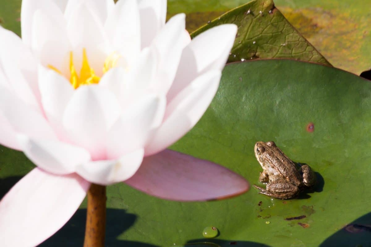 nature, frog, lotus, leaf, horticulture, flower, exotic, aquatic, pink