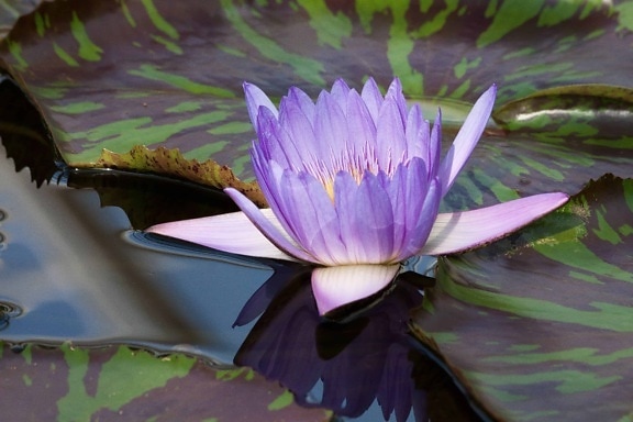 fleur, flore, lotus bleu, nature, écologie, feuille, aquatique, artichaut