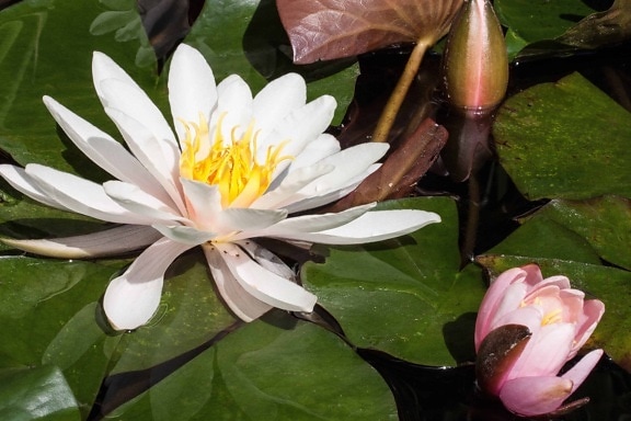 екология, природа, цветя, медитация, lotus, водна лилия, листа