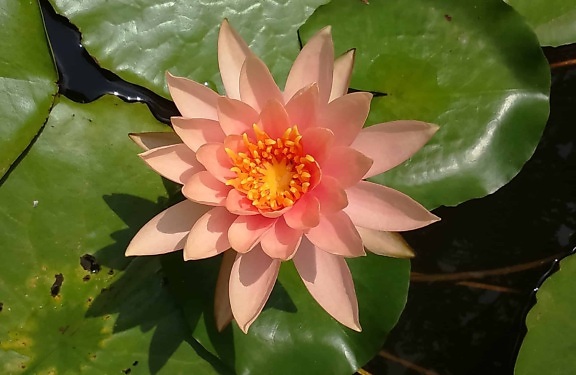 นิเวศวิทยา ดอกไม้ ฟลอรา ดอกบัว ใบ ธรรมชาติ โลตัส น้ำ