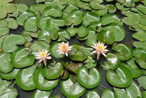 green leaf, garden, exotic, horticulture, aquatic, nature, flora, lotus