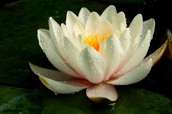Rosa, kapljica kiše, cvijet, list, bijeli lotos, prirode, vodeni, cvijet, biljka, vrt