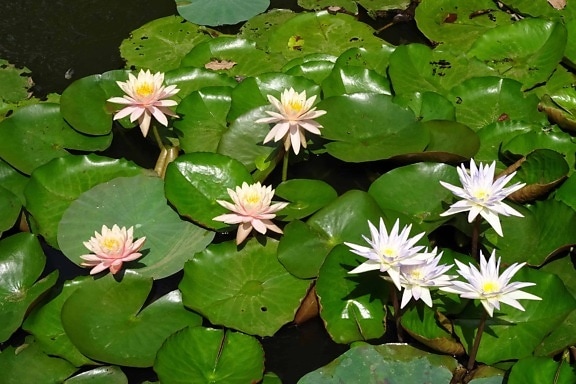 водні leaf квітка, lotus, флора, природа, садівництва, садові