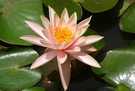 білий водяна Лілія, природи, екзотичні, квітка водяна Лілія greenleaf, флора, Лотос