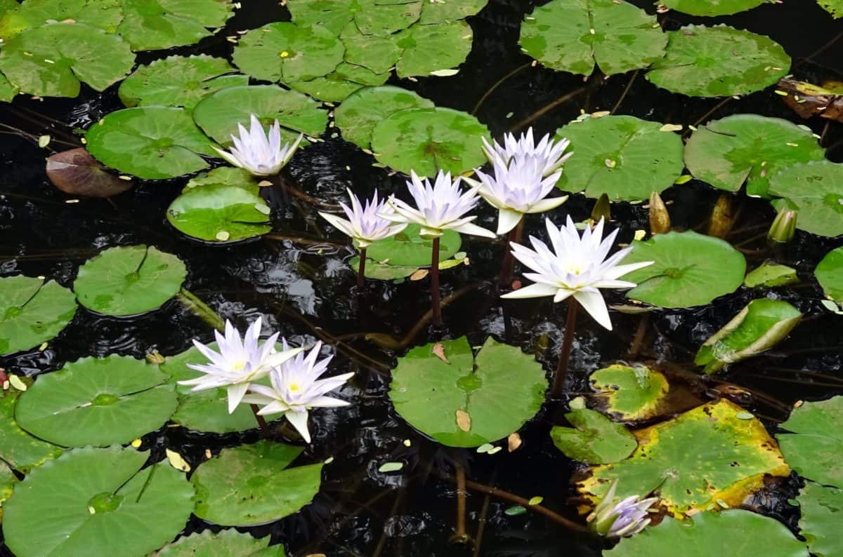 waterlily, horticulture, lotus, flora, aquatic, leaf, flower, nature