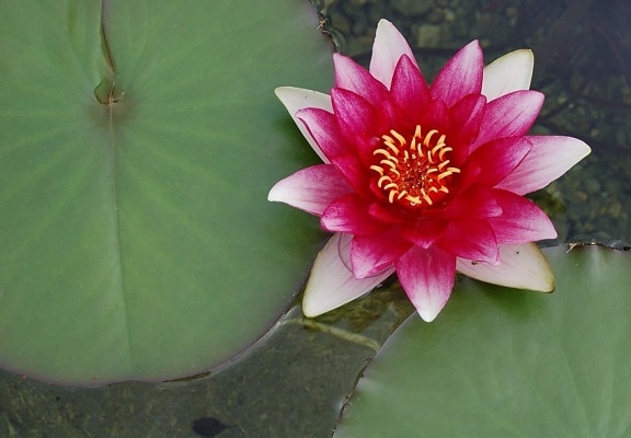 Lotus, gröna löv, exotisk, flora, näckros, blomma, röd näckros, vattenlevande