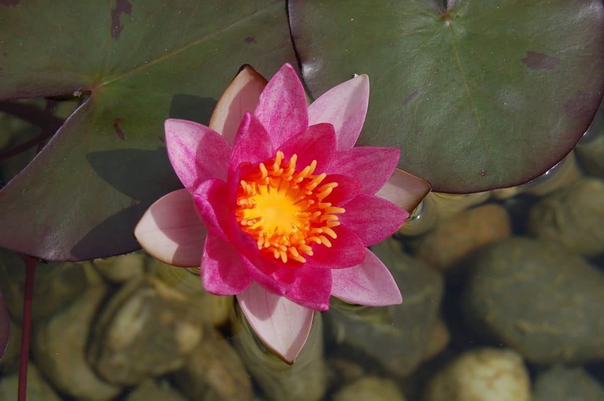 flower, red lotus, waterlily, leaf, nature, flora, ecology, plant, pink